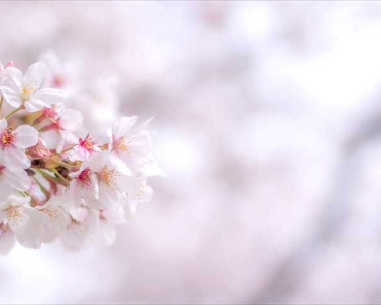 お花見